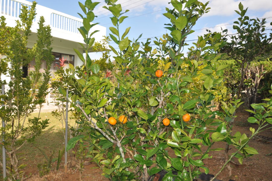 恩納村賃貸戸建て